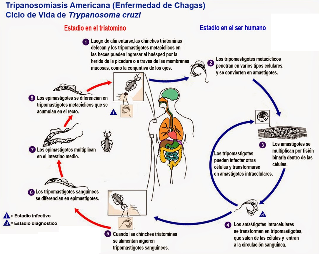 Ciclo de vida del Trypanosoma cruzi en el ser humano 