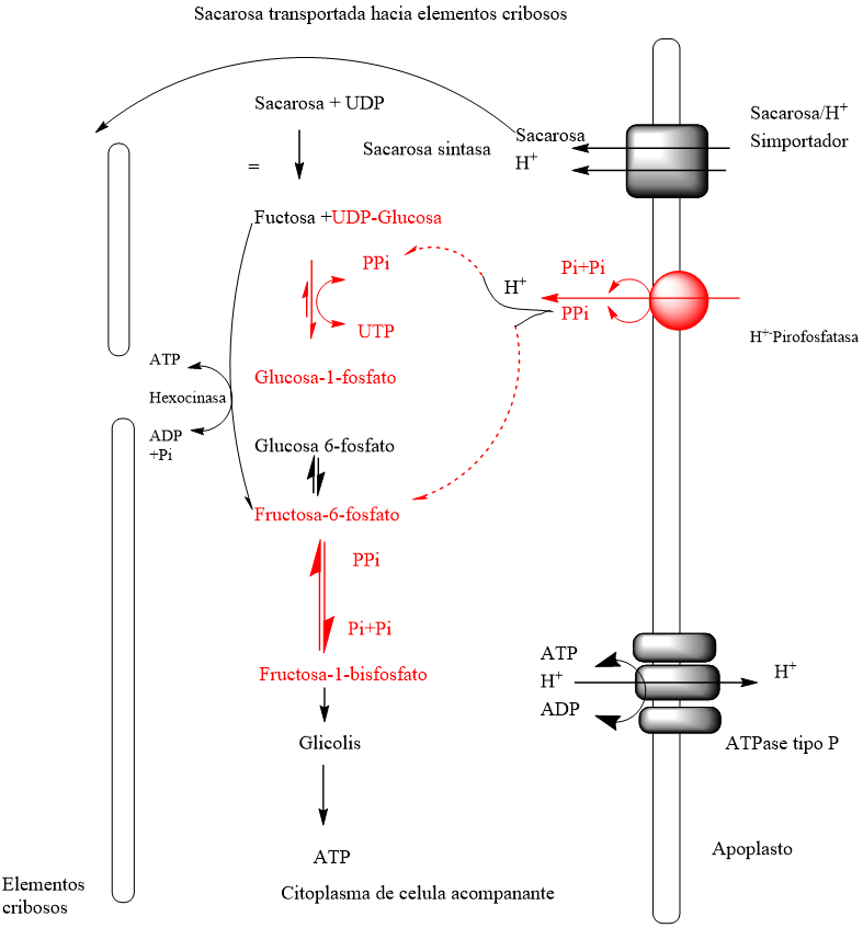 Modelo que explica la función de la H+-PPase en la membrana plasmática de células acompañantes:  Las proteínas transportadoras de H+/Sacarosa  localizados en la membrana plasmática de  las células acompañantes toman la sacarosa directamente del apoplasto.  Una porción de esta sacarosa es destinada al transporte  a larga distancia a través de los elementos cribosos, mientras que otra parte es oxidada para energizar el floema. La H+-PPasa localizada en la membrana plasmática de  las células acompañantes utiliza la fuerza motriz protónica para sintetizar pirofostato.  Por otra parte, el ATP es hidrolizado para generar una fuerza motriz protónica. De tal manera que  un incremento en la oxidación de la sacarosa promovida por  el pirofosfato sintetizado por la H+-PPase resulta en  un floema más energizado