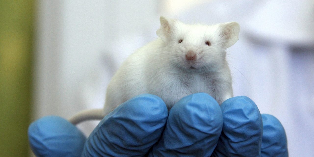 La búsqueda de un modelo de estudio para la enfermedad de Alzheimer: ratones transgénicos