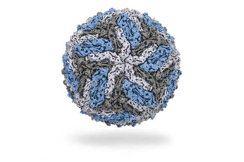 Un interior inquieto: Los virus con genoma de Ácido ribonucleico