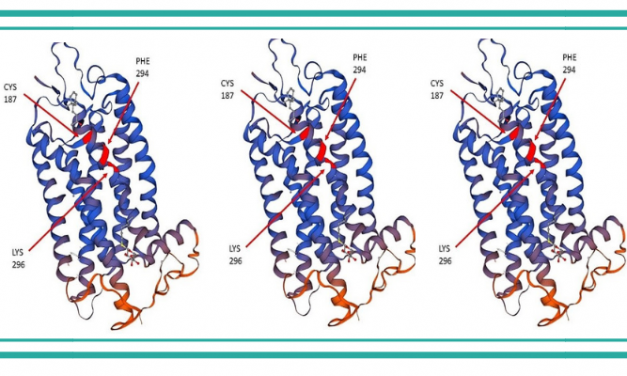 Las proteínas opsinas en organismos modelo