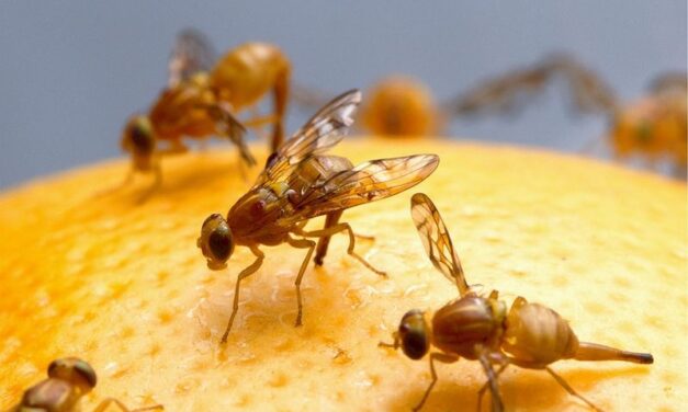La famosa modelo: “Drosophila melanogaster”
