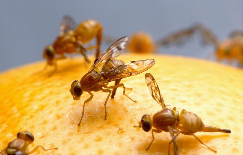 La famosa modelo: “Drosophila melanogaster”
