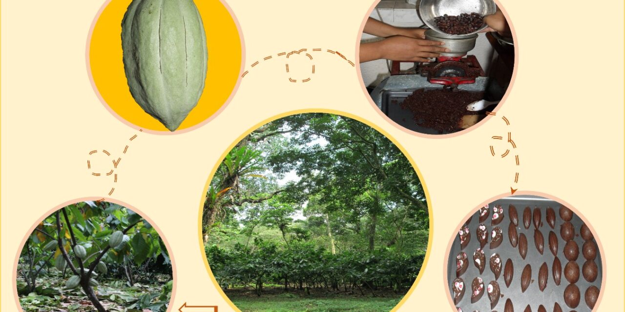 Diversidad Biológica en Cacaotales Mexicanos